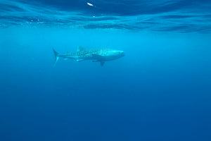 poster-print-the-whale-shark