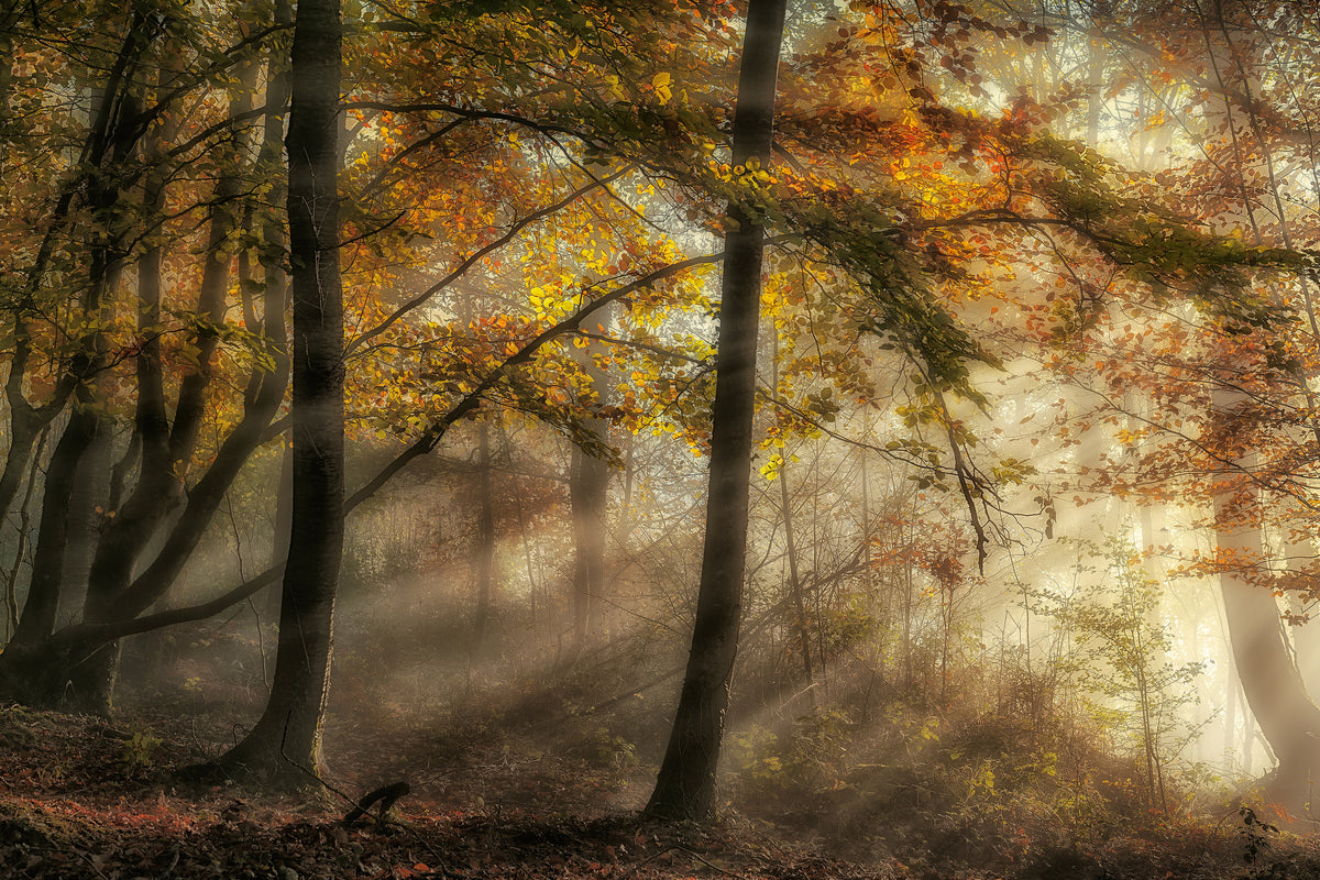 poster-print-the-lights-of-the-forest-x
