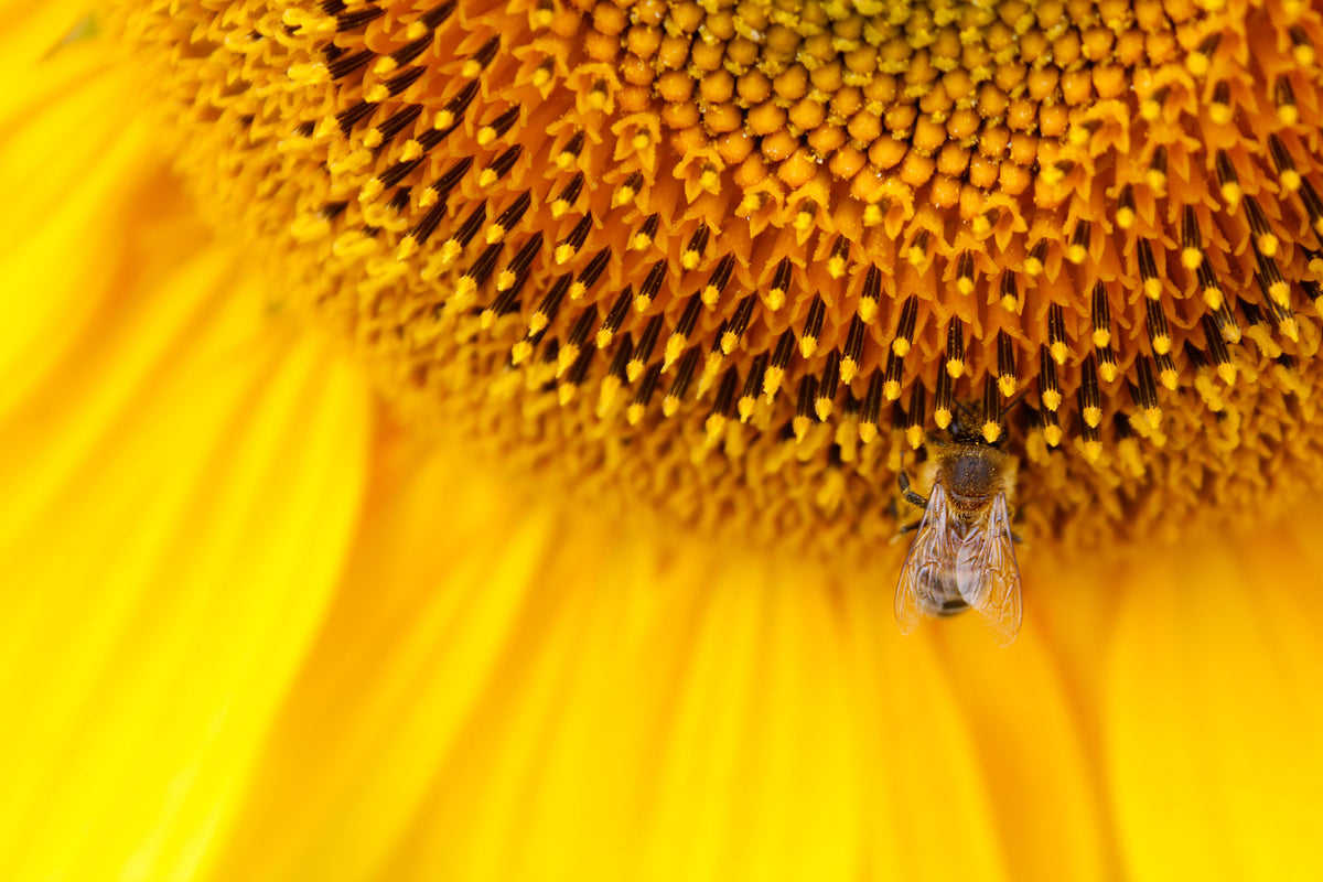 poster-print-close-up-yellow-bud