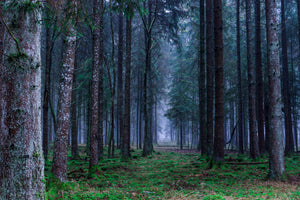 acrylic-print-fir-trees-forest
