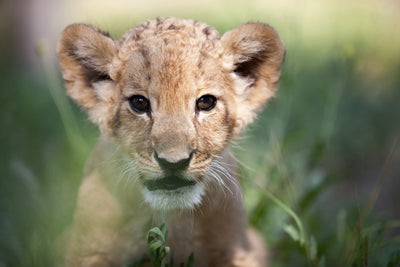 poster-print-lion-baby