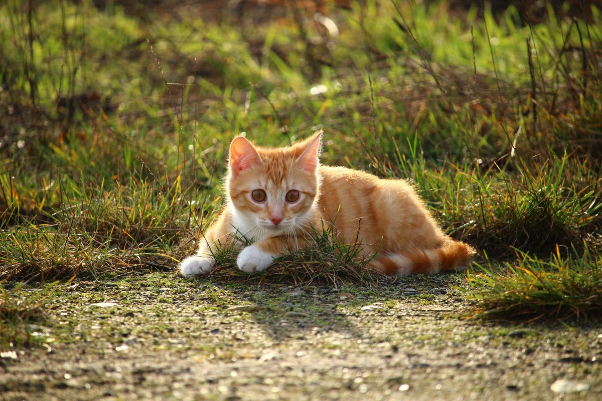 framedposter-print-kitten-in-nature