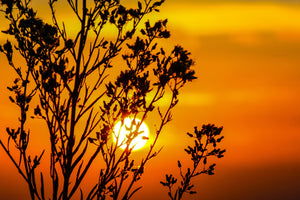 modern-3-piece-aluminium-print-a-shrub-in-the-sunset