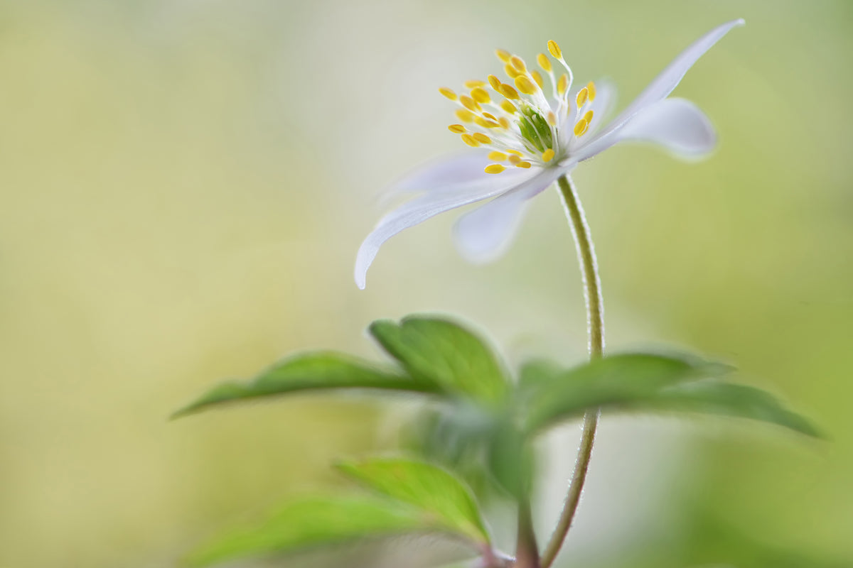 poster-print-spring-light-x