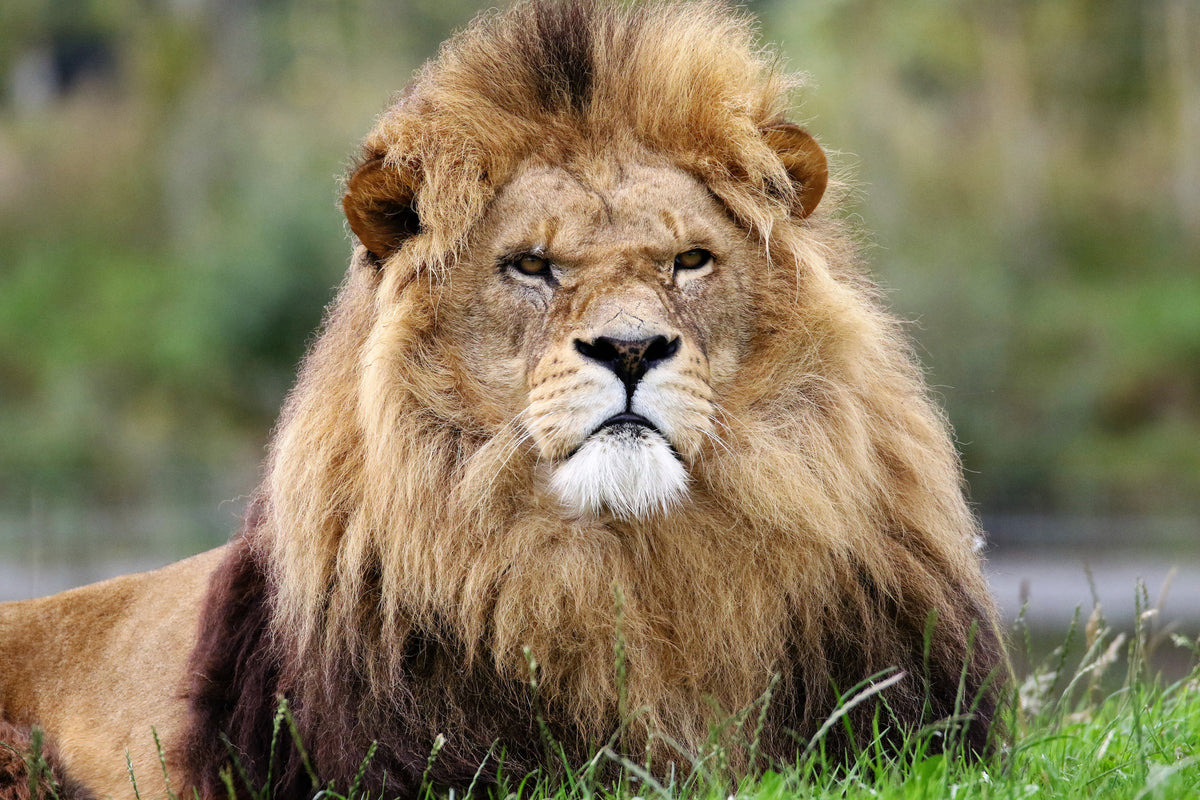 aluminium-print-the-king-of-animals