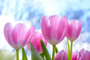 aluminium-print-tulips-in-nature