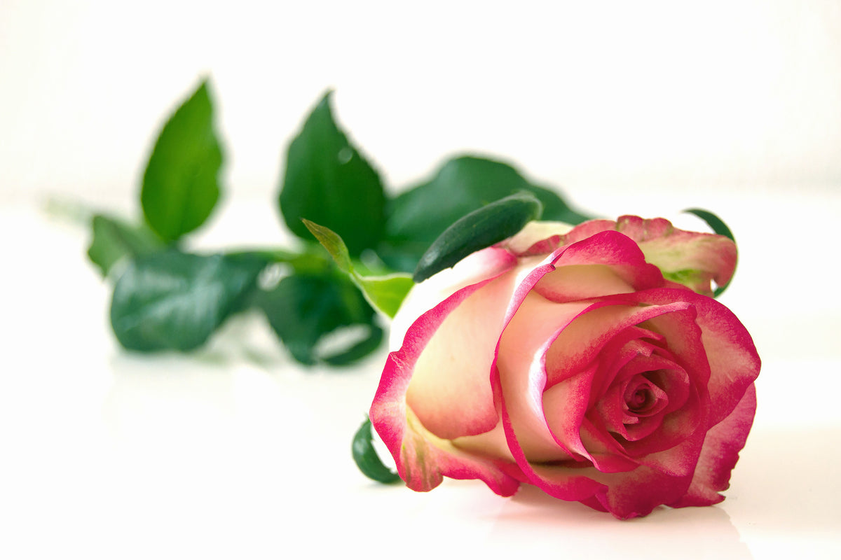 3-piece-acrylic-print-the-proud-rose