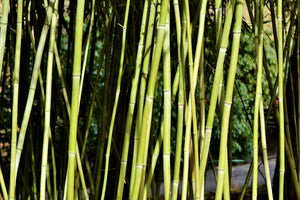 modern-3-piece-canvas-print-fresh-bamboo