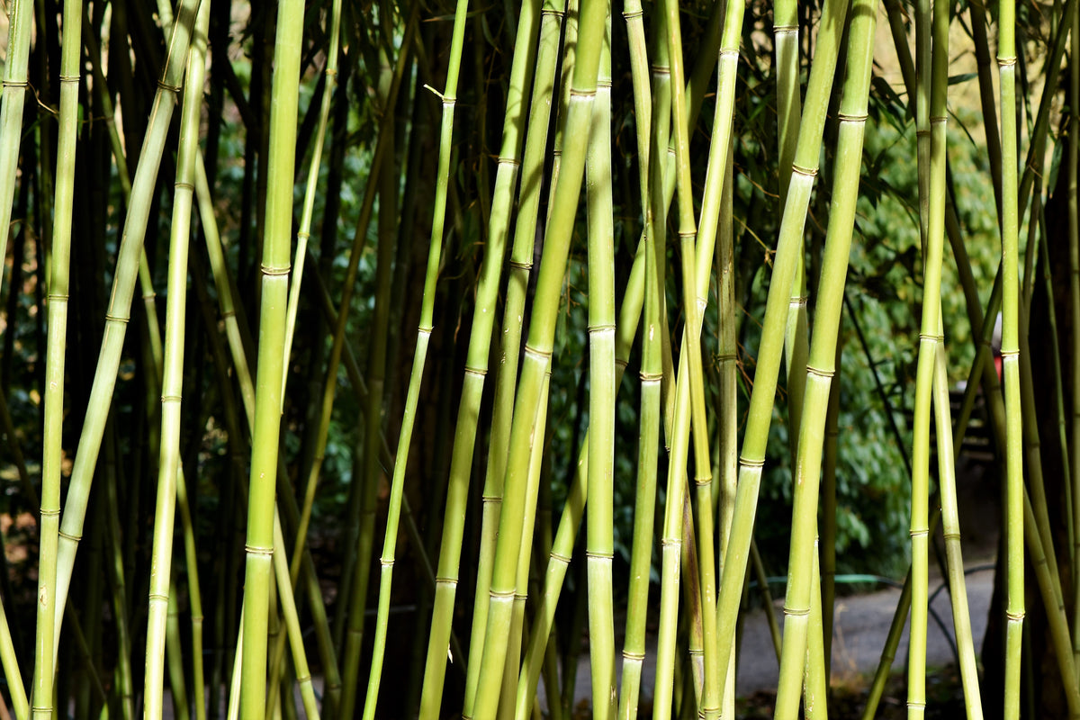 modern-3-piece-canvas-print-fresh-bamboo