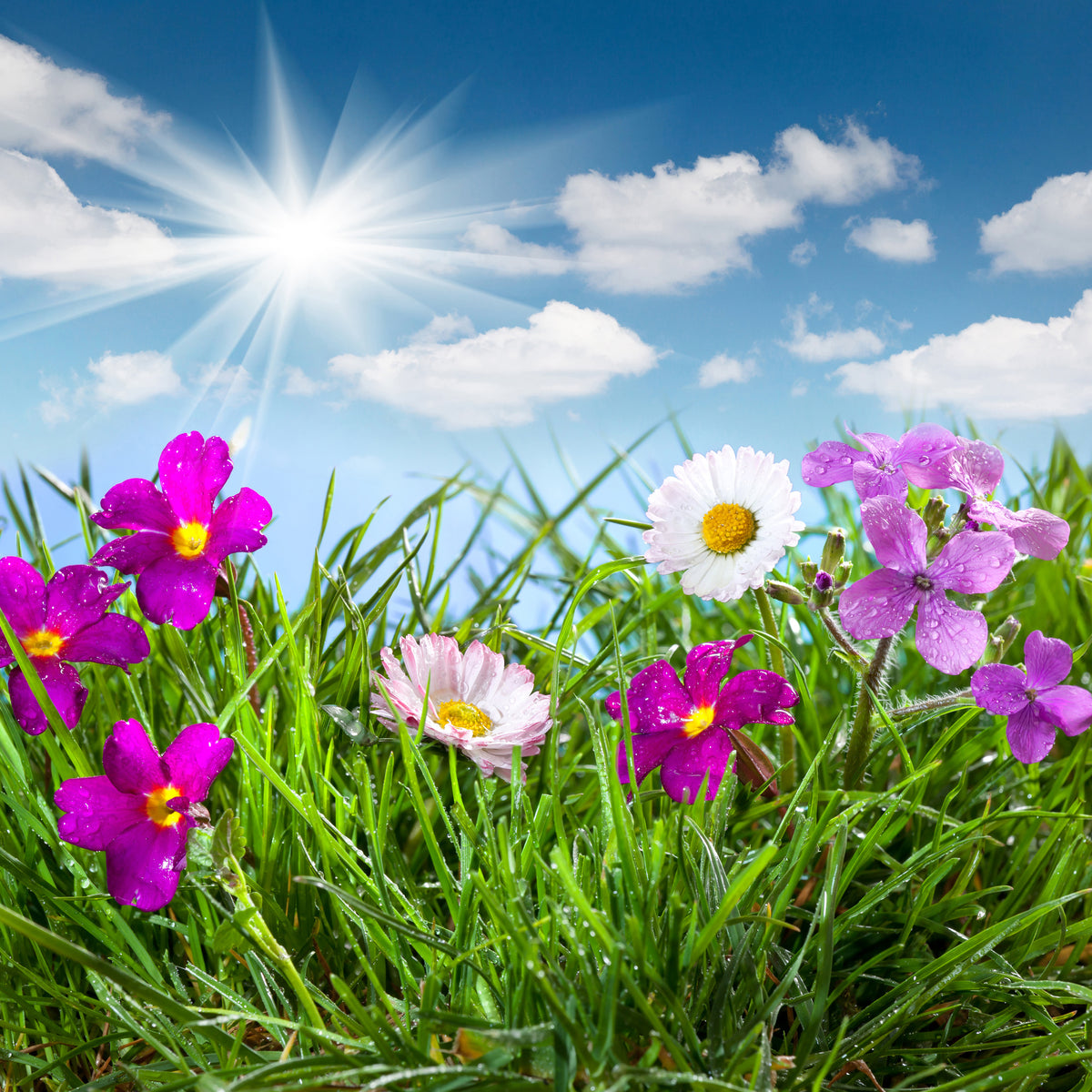 4-piece-acrylic-print-flowering-meadow