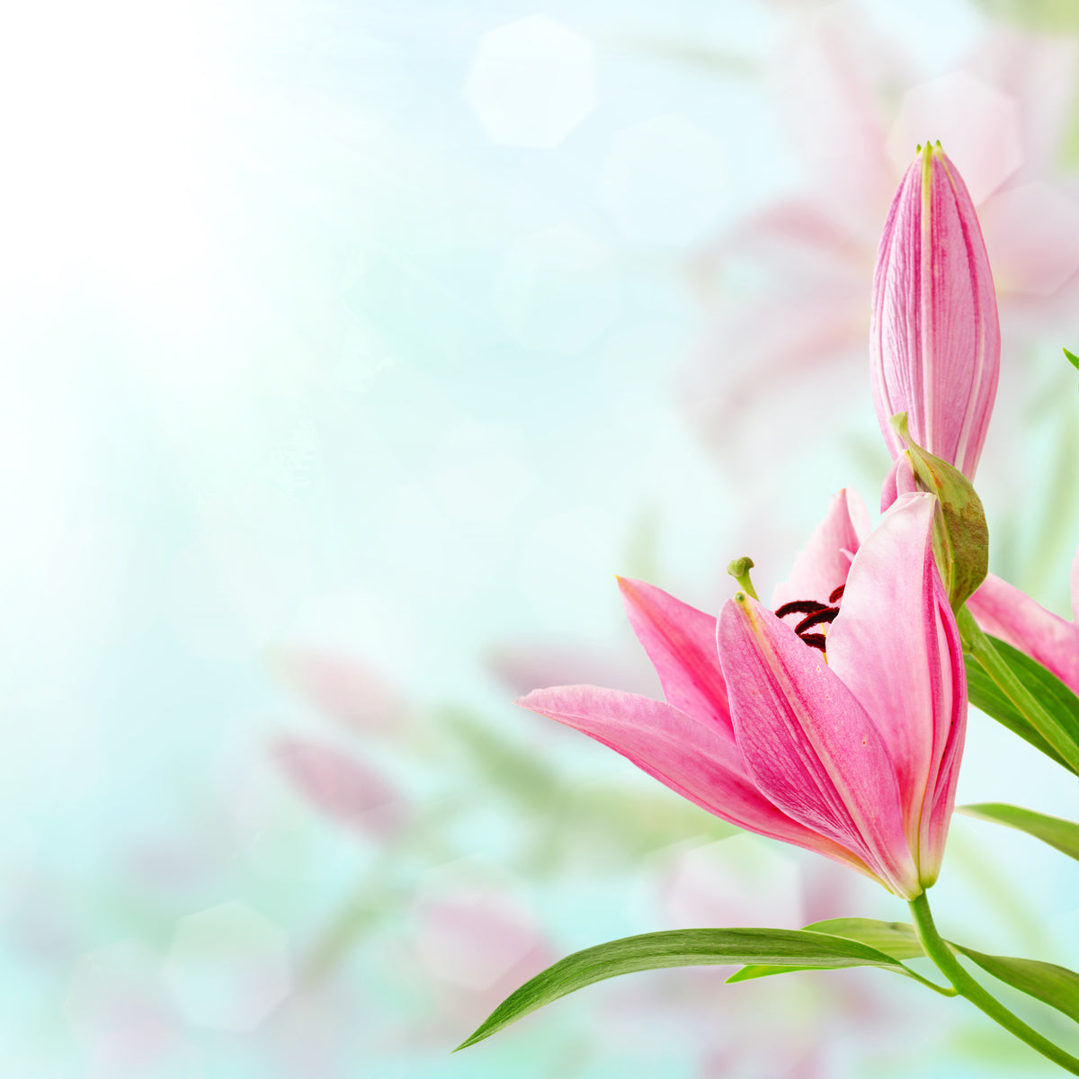 aluminium-print-romantic-lilies
