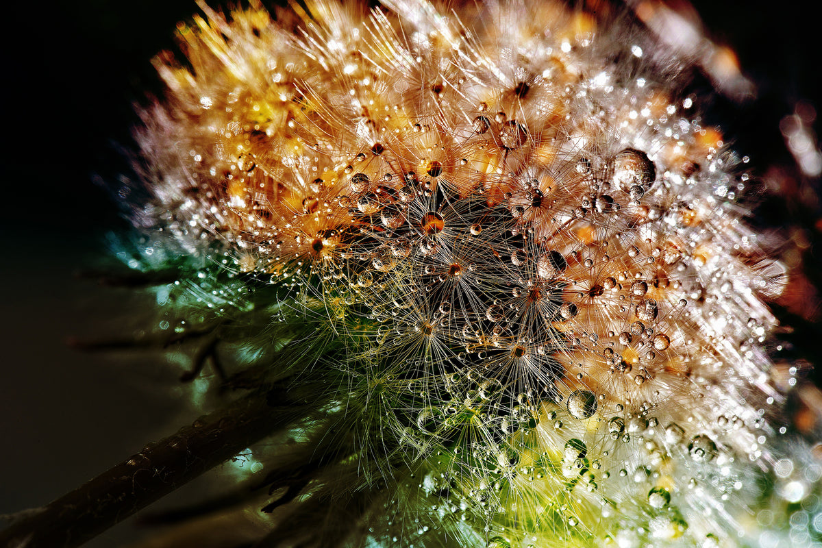 aluminium-print-dandelion-in-the-morning-dew