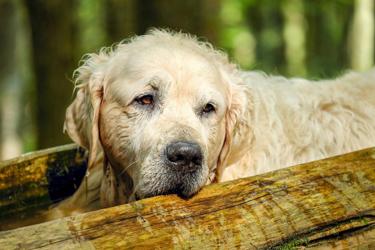 3-piece-acrylic-print-golden-retriever-in-nature