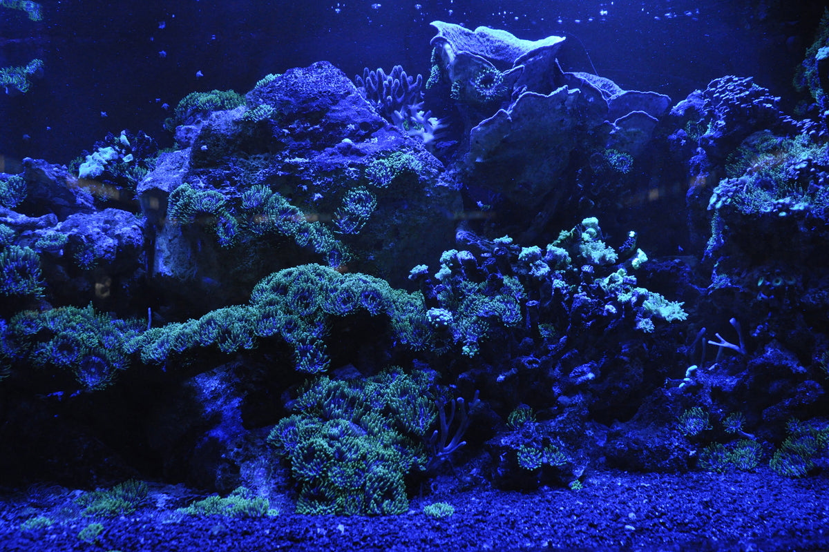3-piece-aluminium-print-coral-reef-in-blue
