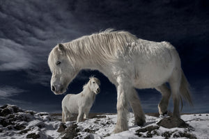 canvas-print-partners-x