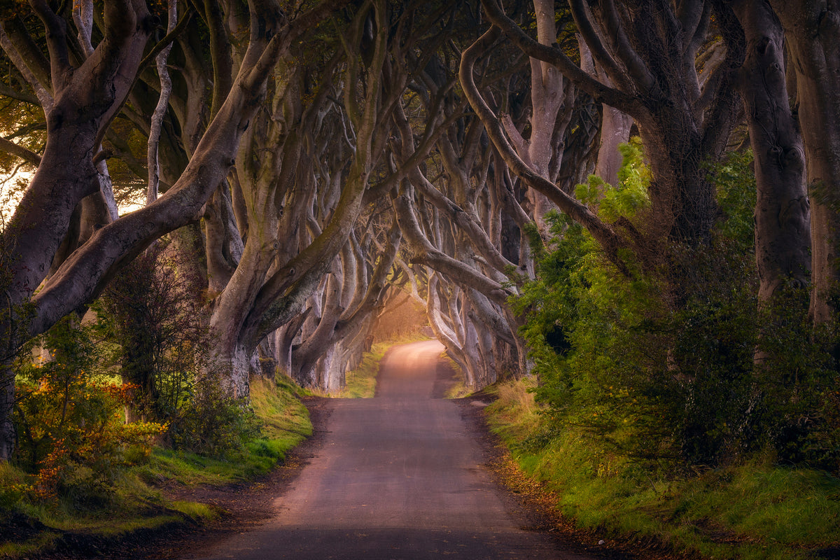 3-piece-acrylic-print-the-glowing-hedges