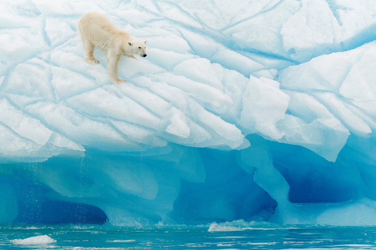 canvas-print-polar-bear
