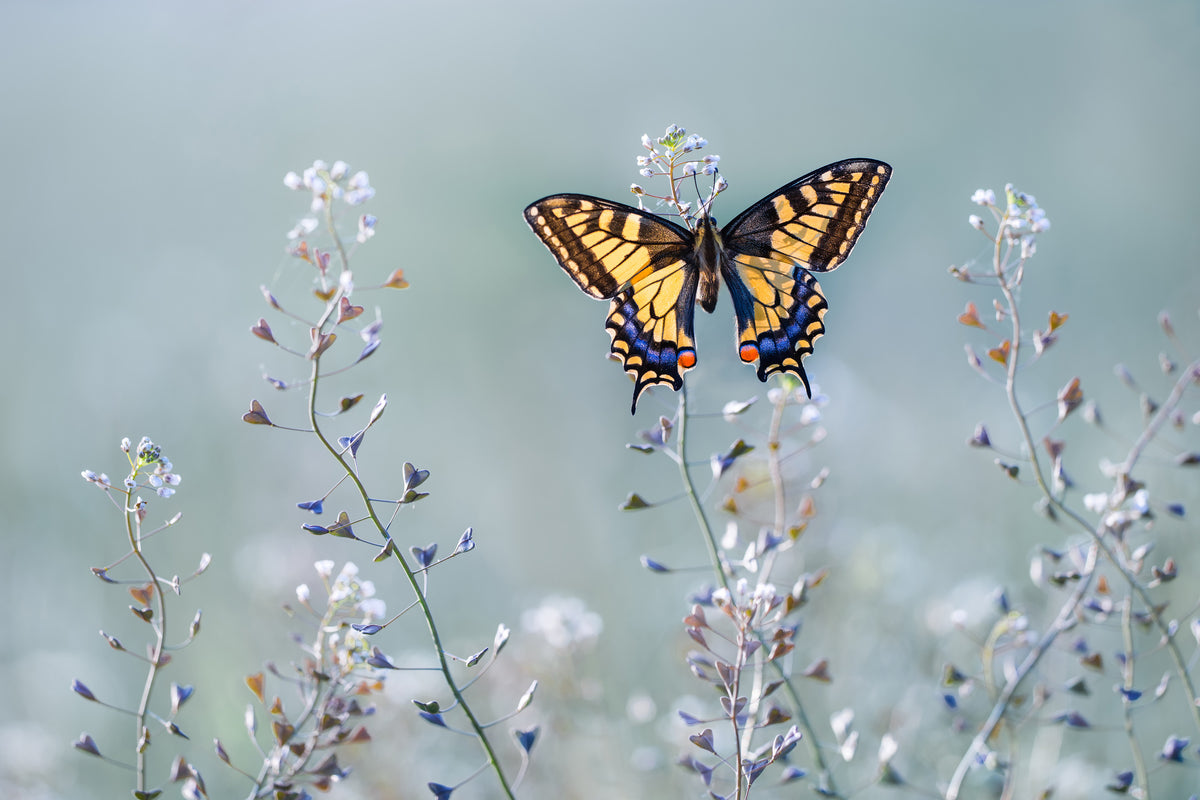 aluminium-print-swallowtail-beauty