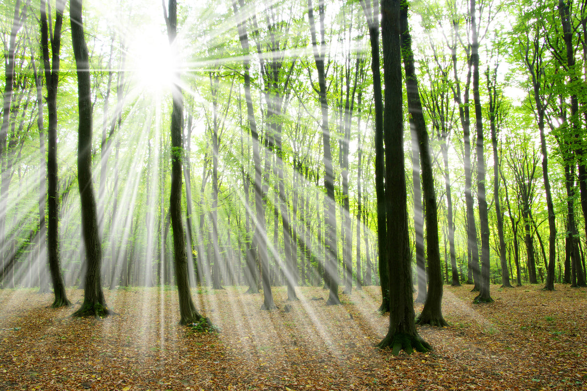 modern-3-piece-acrylic-print-magic-light-in-the-trees