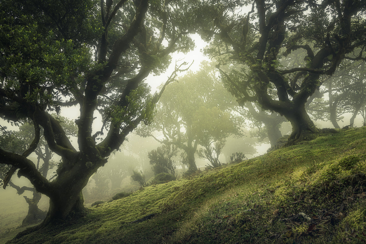 canvas-print-enchanted-forest-xeb