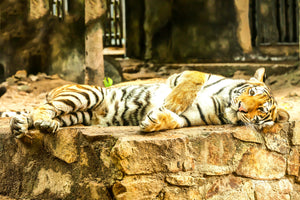 aluminium-print-the-siberian-tiger