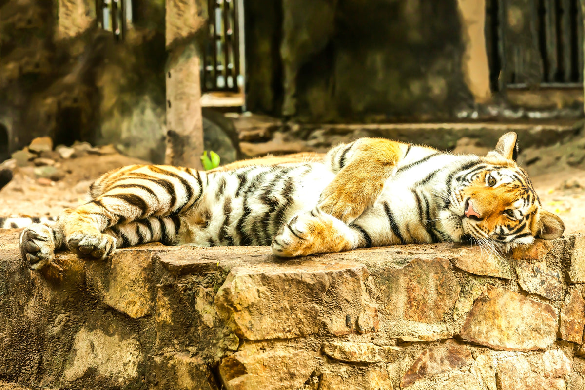 aluminium-print-the-siberian-tiger