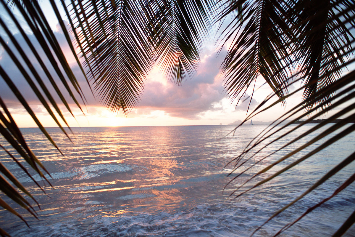 framedcanvas-print-under-palm-leaves