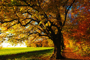 aluminium-print-trees-in-the-autumn