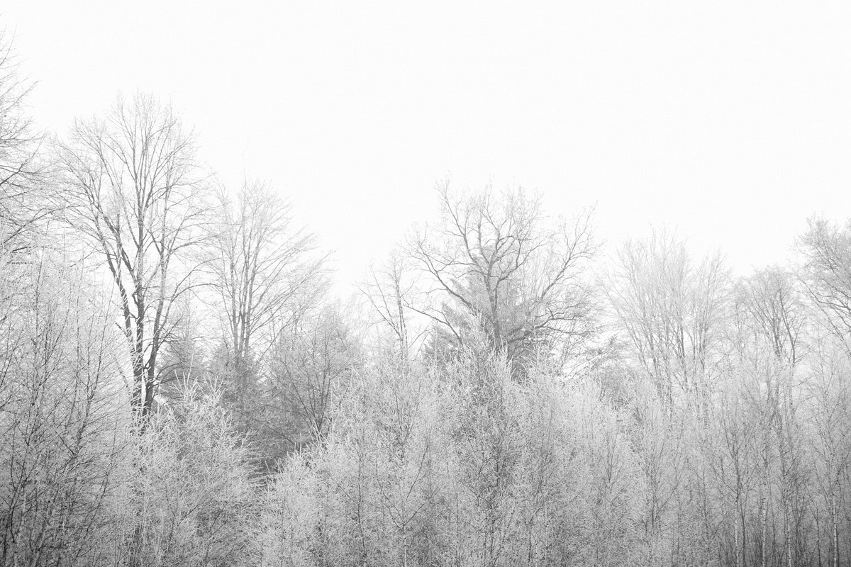 aluminium-print-birches-in-the-snow