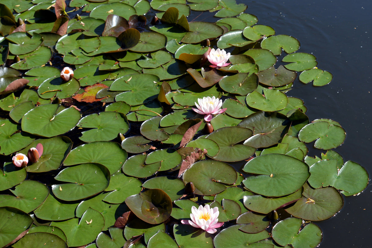 framedcanvas-print-white-water-lilies-in-the-pond