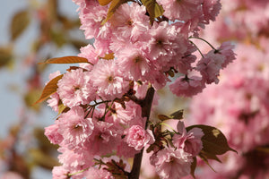 aluminium-print-the-ornamental-cherry