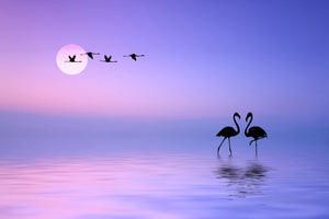 canvas-print-flying-flamingo-x