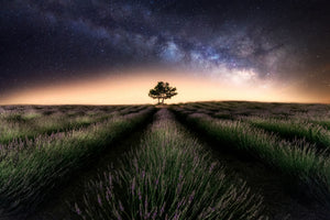 poster-print-lavender-way