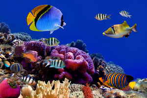 3-piece-canvas-print-world-of-fish