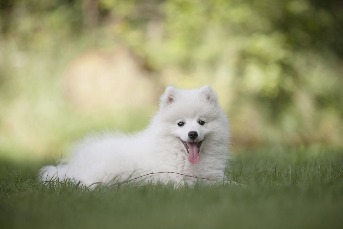 aluminium-print-cute-spitz-puppy