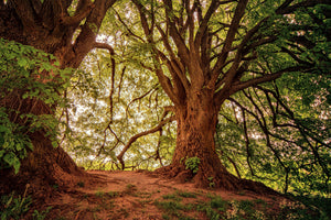 3-piece-aluminium-print-in-the-dense-forest