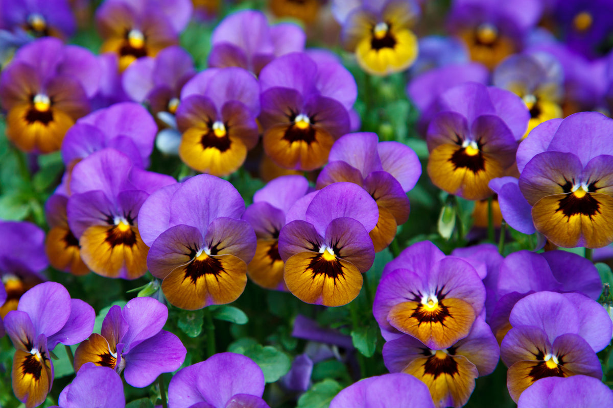 framedcanvas-print-the-pansies