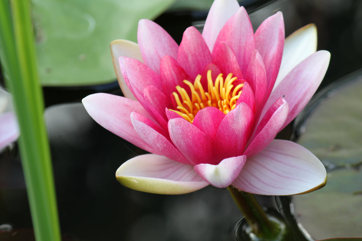 framedcanvas-print-the-water-lily-in-pink