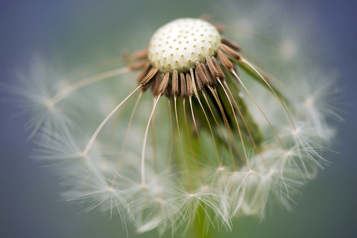 framedposter-print-dandelion-close-up