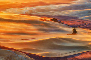 aluminium-print-golden-palouse-x