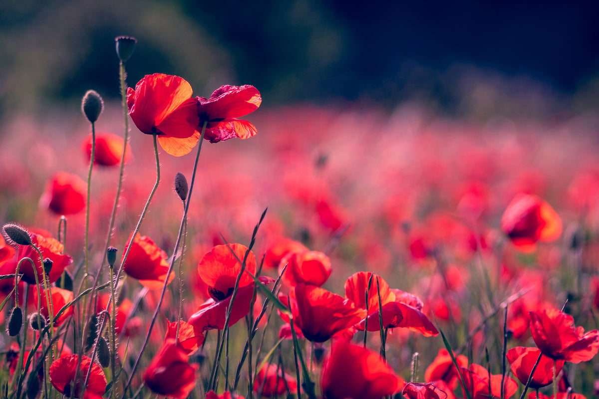 canvas-print-in-the-poppy-field