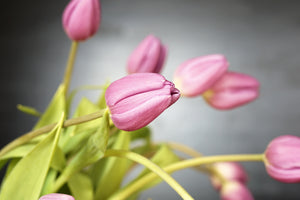 framedposter-print-the-tulip-bouquet-in-pink