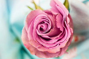 3-piece-canvas-print-roseblossom-in-pink