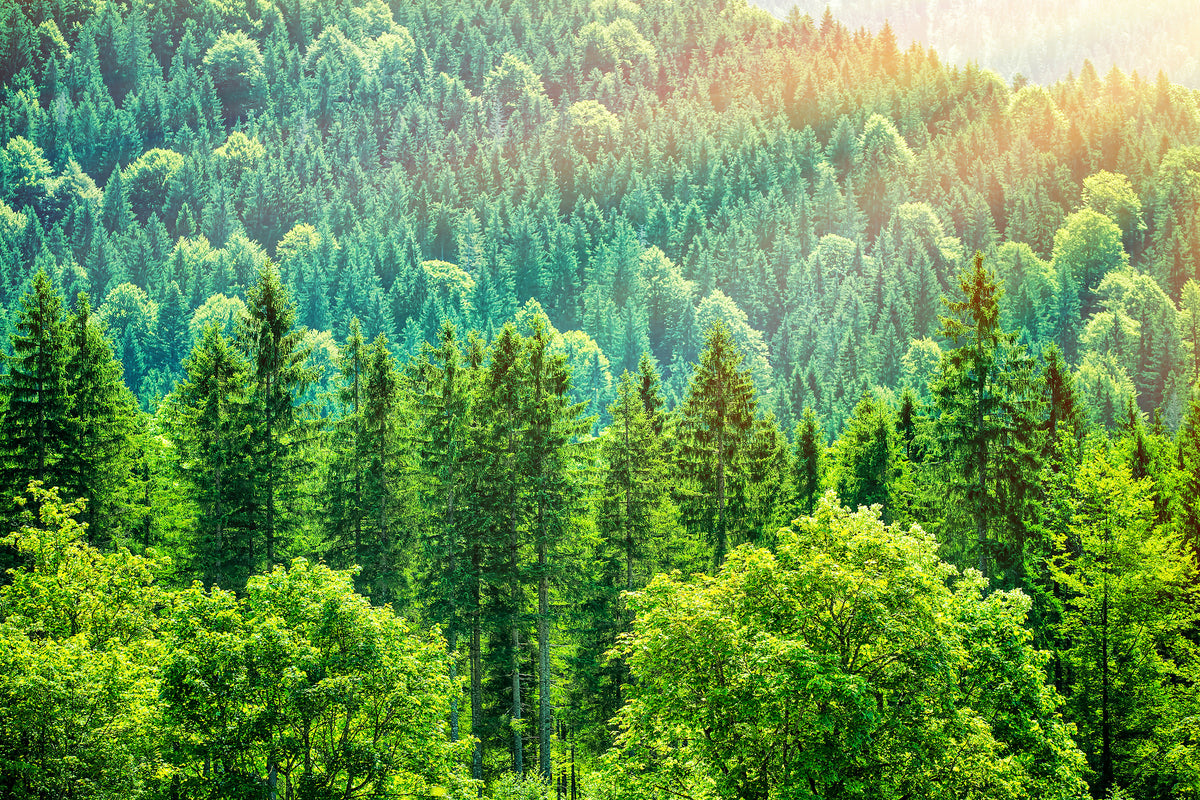 3-piece-aluminium-print-the-forest-hill