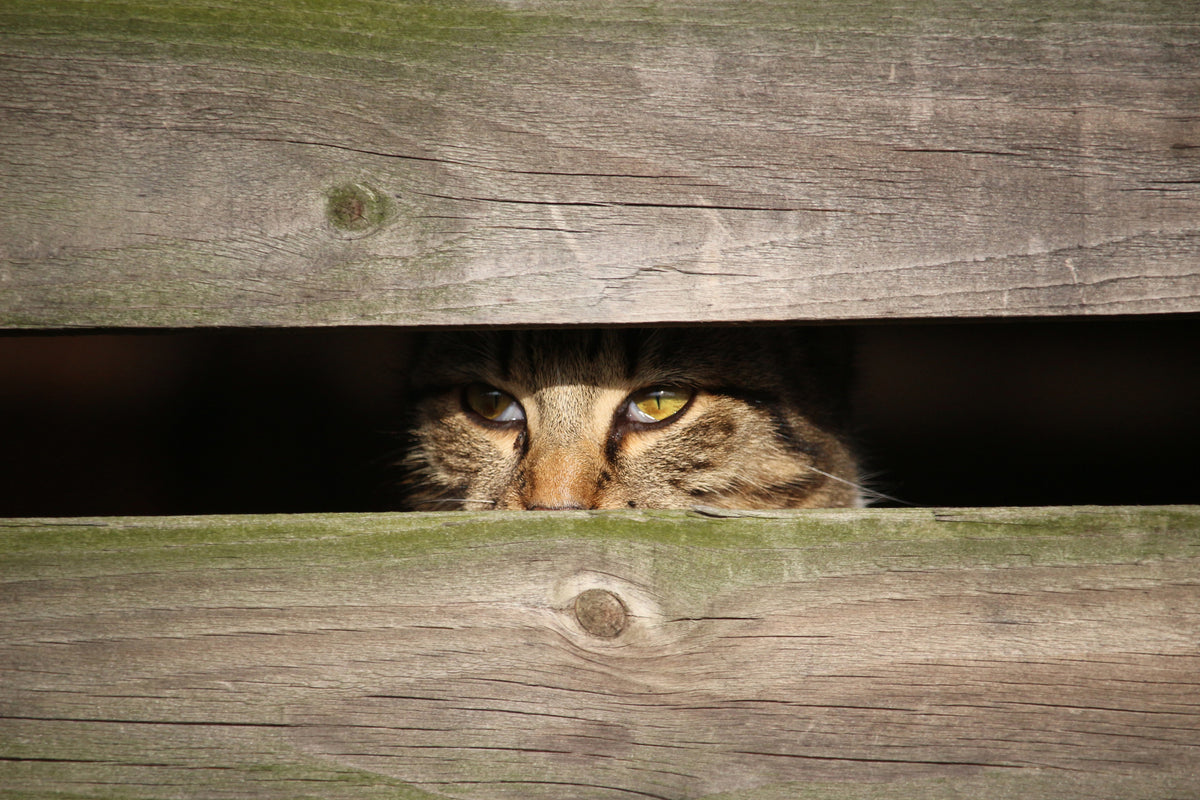 aluminium-print-cat-in-hiding