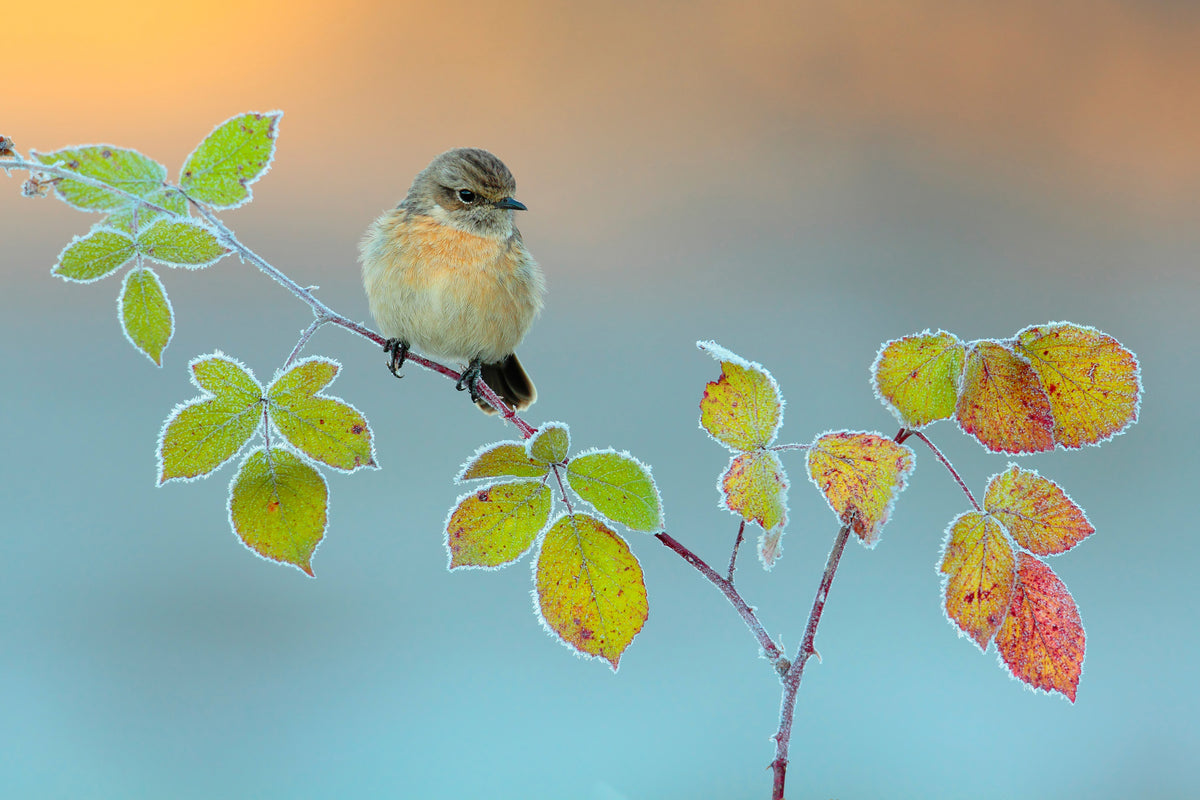 3-piece-acrylic-print-winter-colors