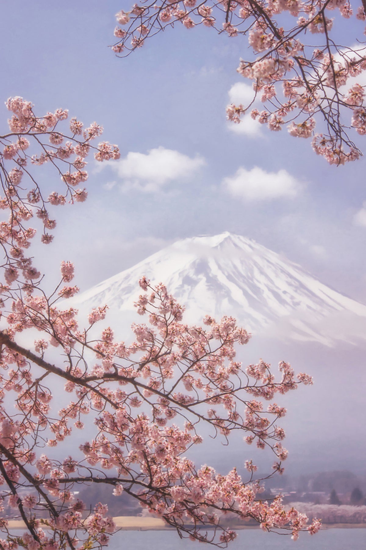 canvas-print-mtfuji-in-the-cherry-blossoms-x