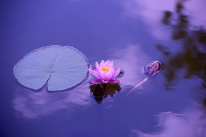 canvas-print-lotus-flower