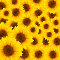 9-piece-aluminium-print-a-bouquet-sunflower