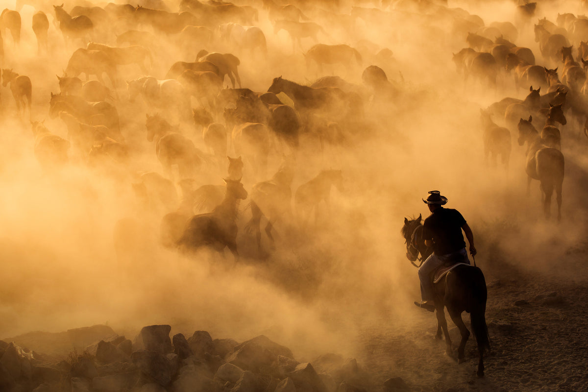 aluminium-print-cappadocia-wild-horses-x